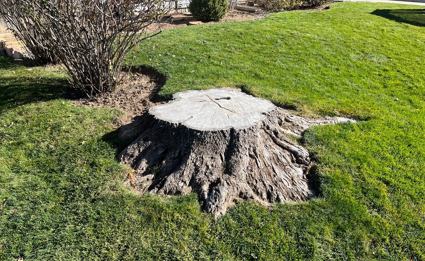 yard stump before